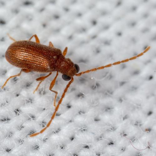 Réf. 300 442 : Ptinus sp.
